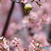 桜とメジロ　その７