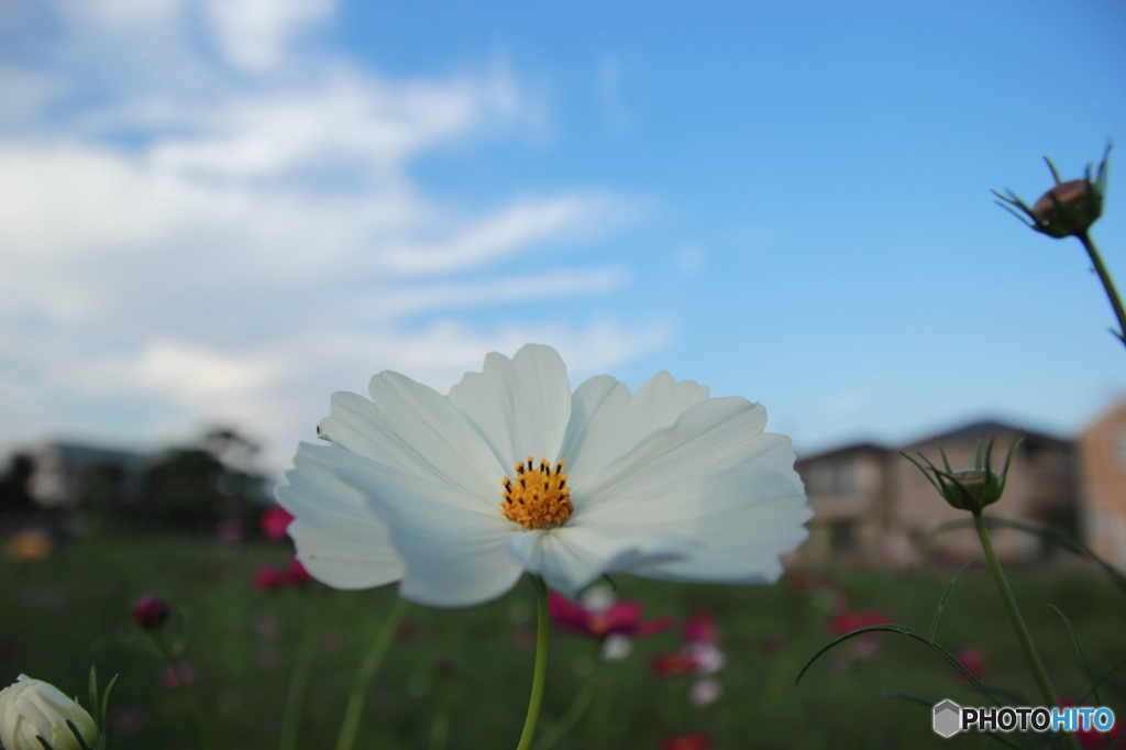 秋桜の咲く風景その３