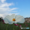 秋桜の咲く風景その３