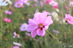 秋桜その５