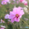 秋桜その５