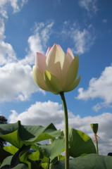 蓮の花