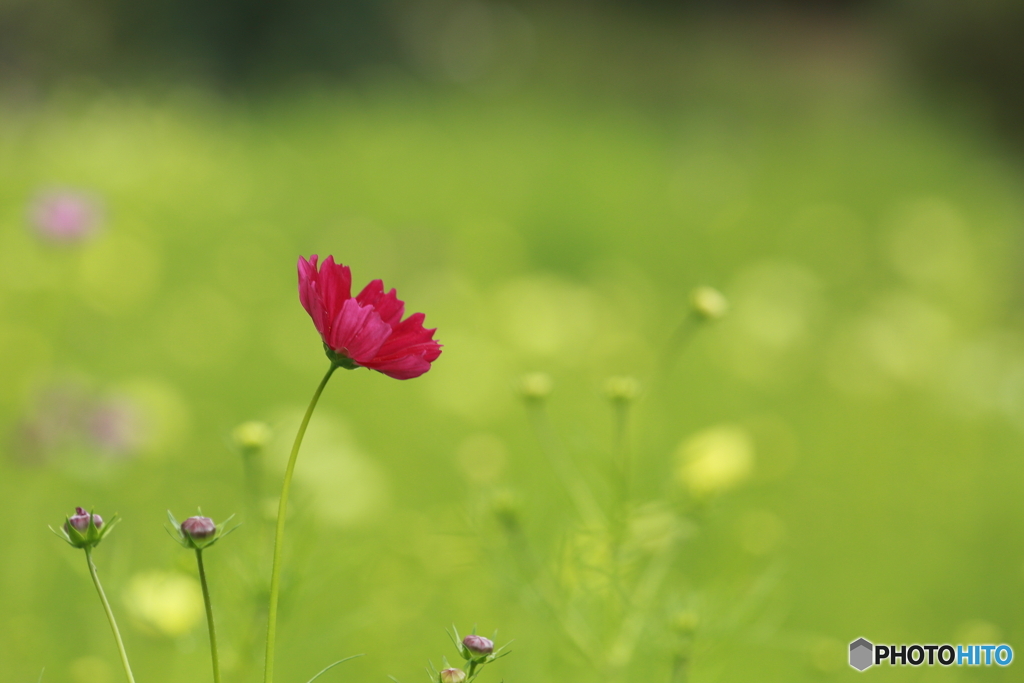秋桜