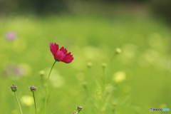 秋桜