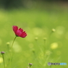 秋桜