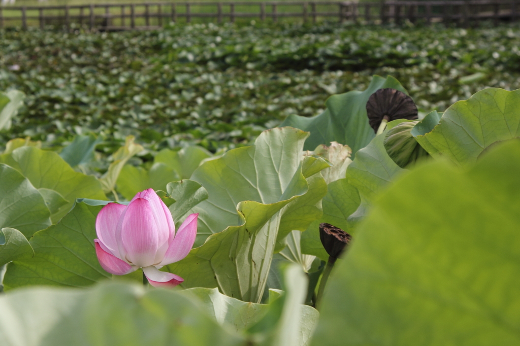 はすの花　その１