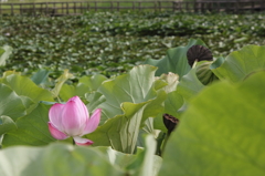 はすの花　その１