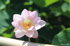 古代蓮
