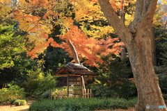 六義園