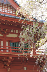 枝垂桜