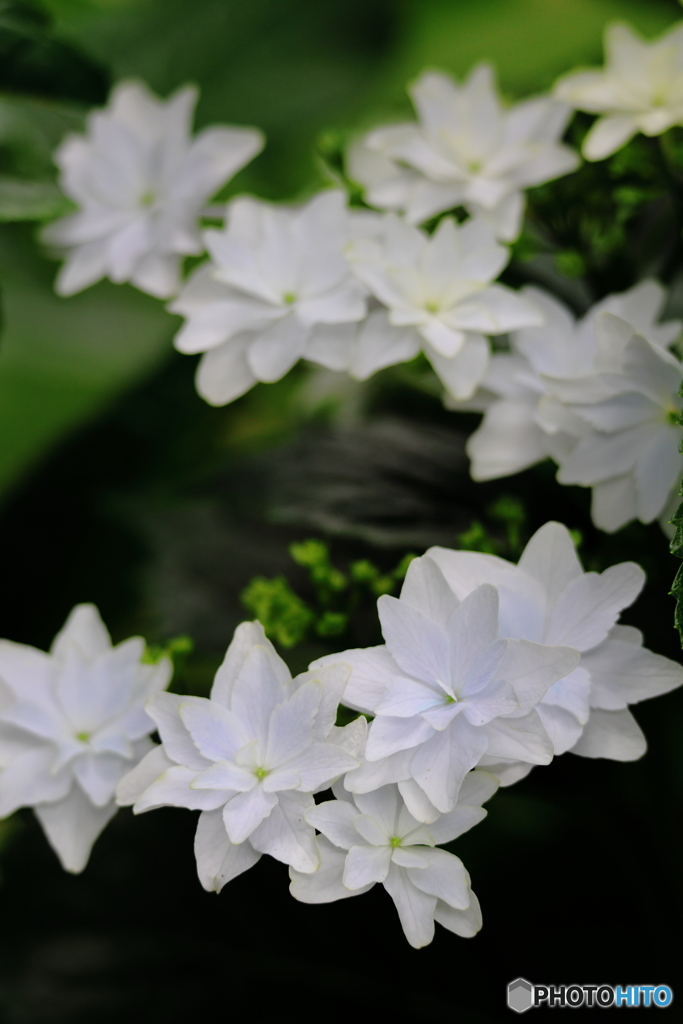 紫陽花　その１