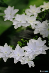 紫陽花　その１