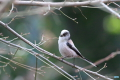 清水公園　エナガ　その2