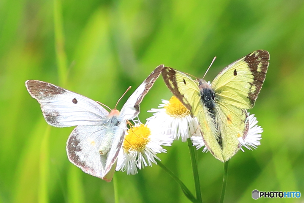 White & Yellow