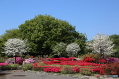 つつじが丘公園