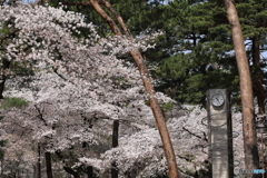 大宮公園　さくら　その７
