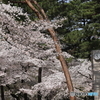 大宮公園　さくら　その７