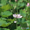 内牧黒沼公園　蓮の花