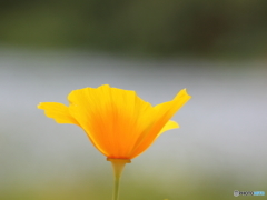 一輪の花