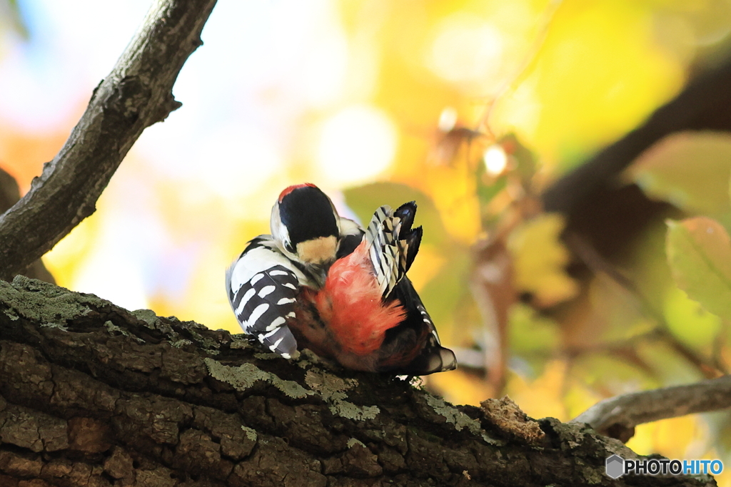 アカゲラ　その３