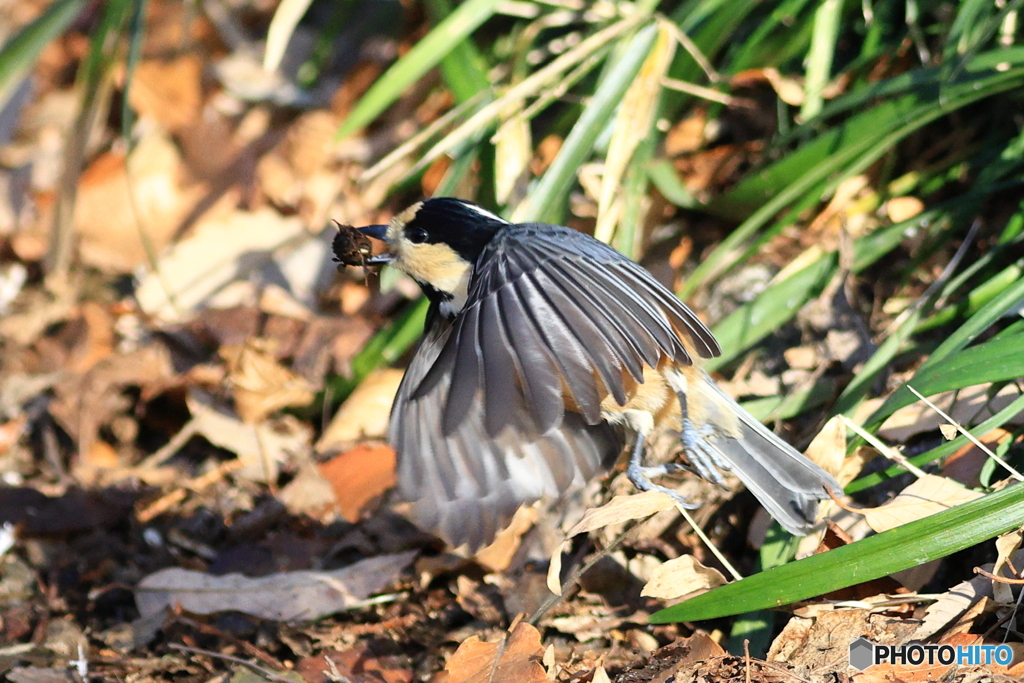 ヤマガラ　その１
