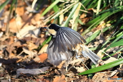 ヤマガラ　その１