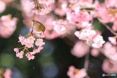 桜とメジロ