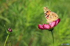 蝶と秋桜