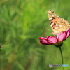 蝶と秋桜