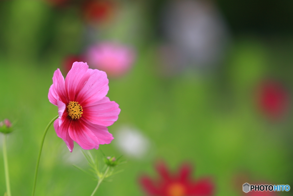 季節の花　その５