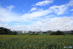 向日葵