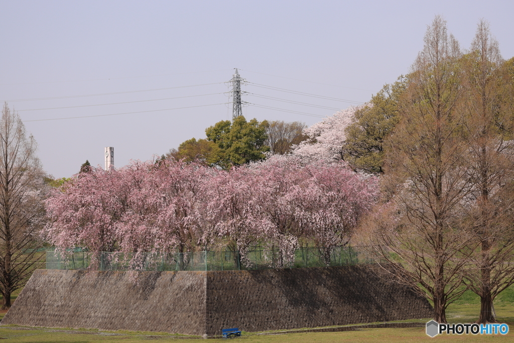 大宮公園　さくら　その２