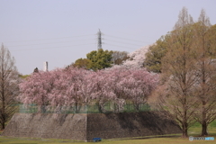 大宮公園　さくら　その２