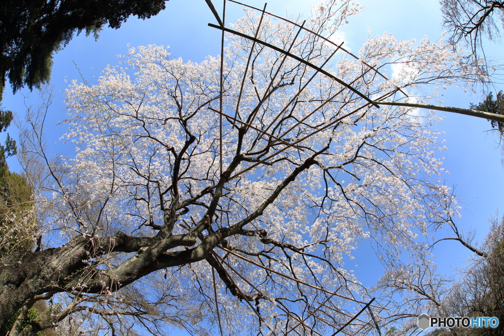 枝垂れ桜