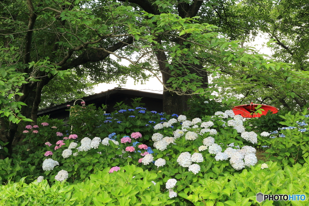 権現堂の紫陽花