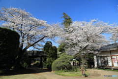 清水公園　桜まつり