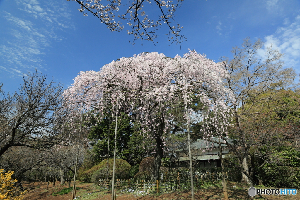 清水公園　枝垂れ桜