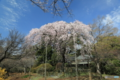 清水公園　枝垂れ桜