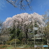 清水公園　枝垂れ桜