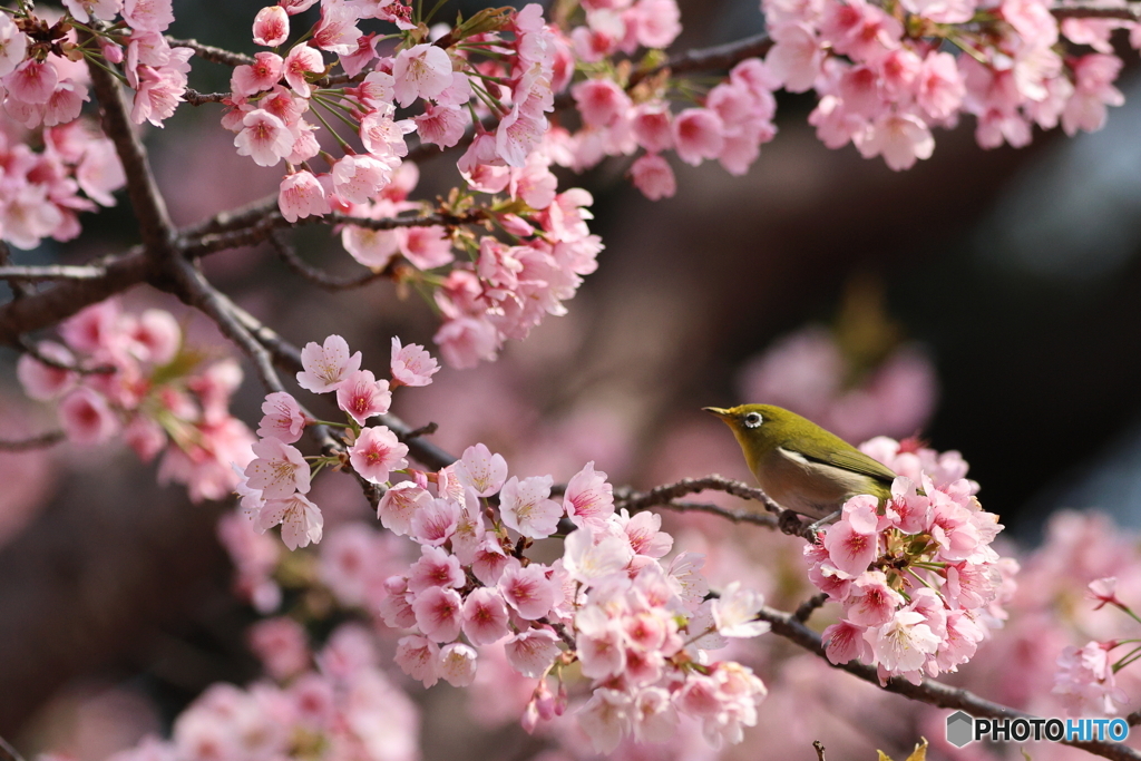 桜とメジロ　その２