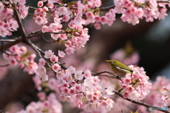桜とメジロ　その２