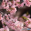 桜とメジロ　その２
