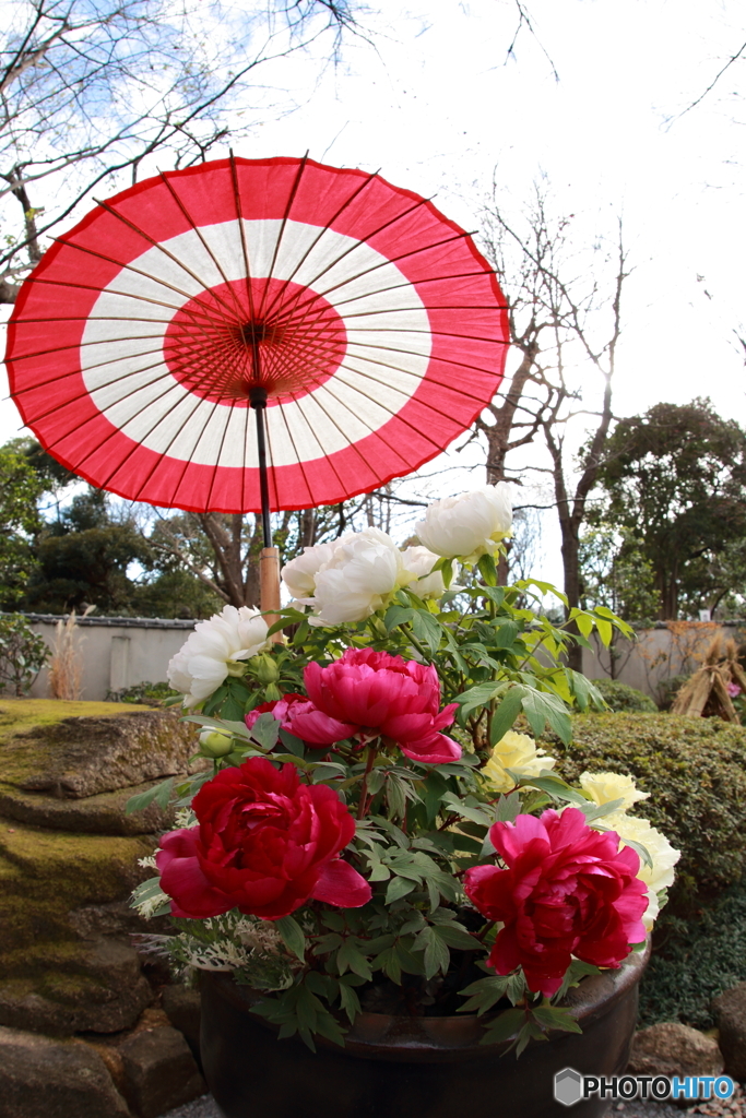 上野東照宮　冬牡丹