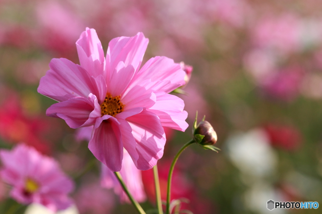秋桜その３