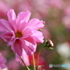 秋桜その３