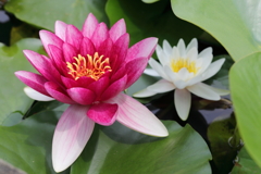 花ファンタジアより