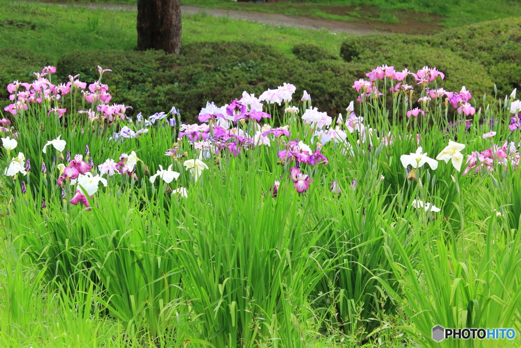 あやめ、花しょうぶ、かきつばた、アイリスのどれかです。