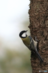 シジュウカラ