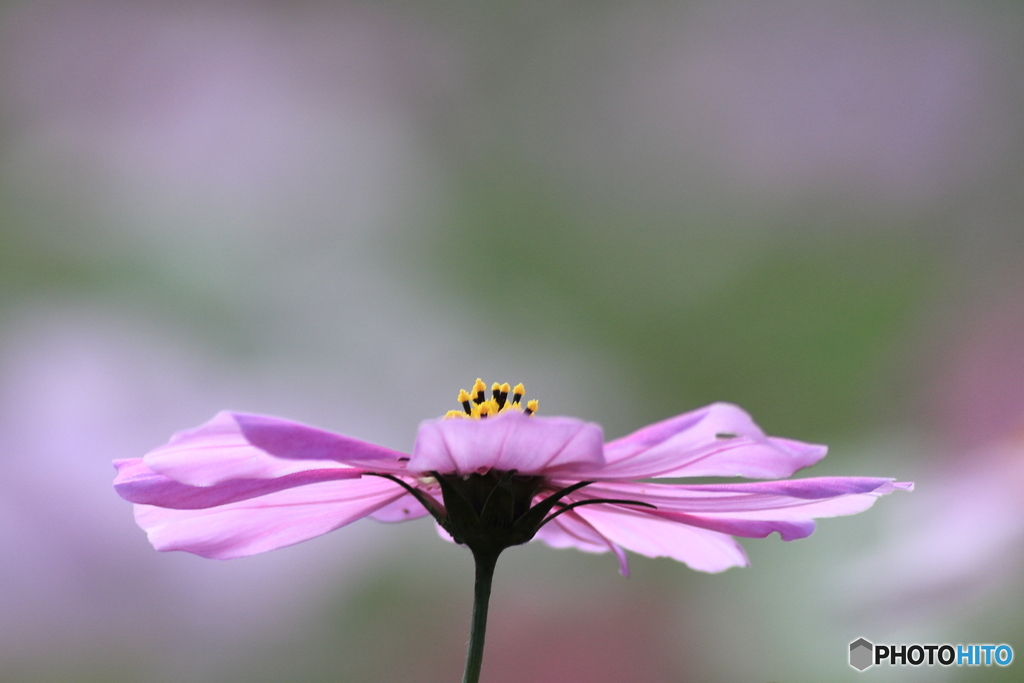 秋桜