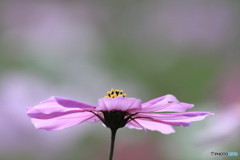 秋桜